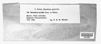 Ramularia picridis image